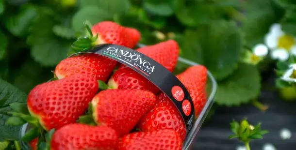 fragole cadonga