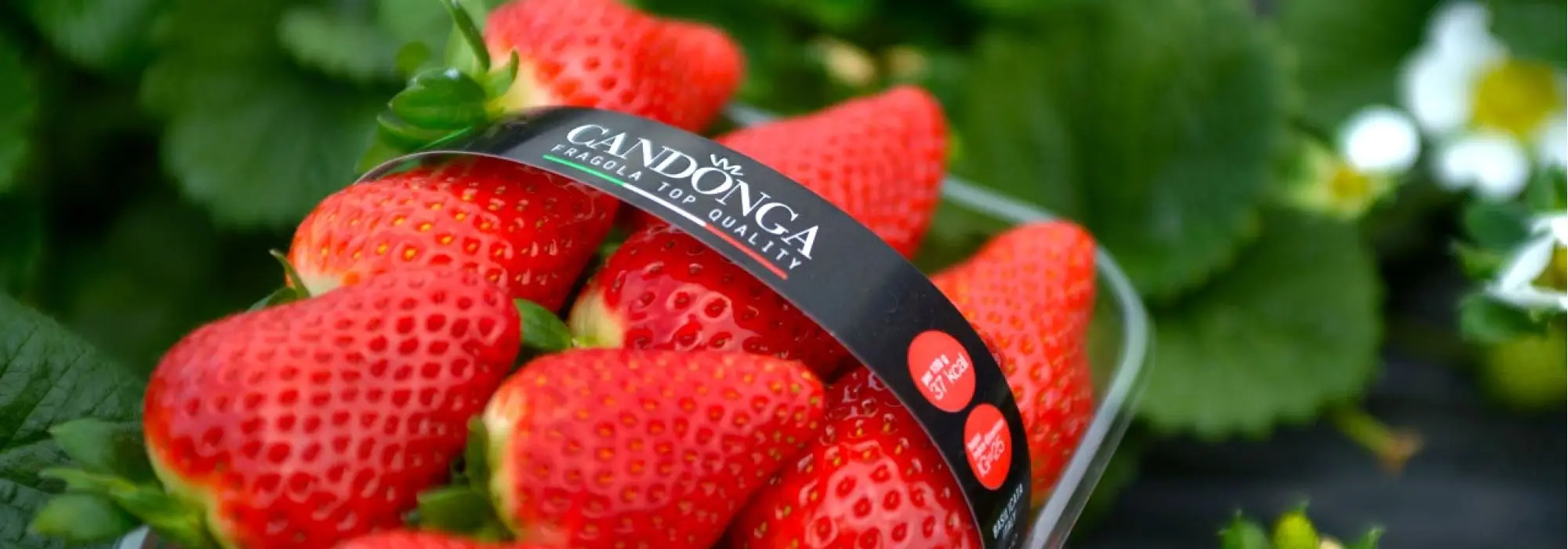 strawberries cadonga