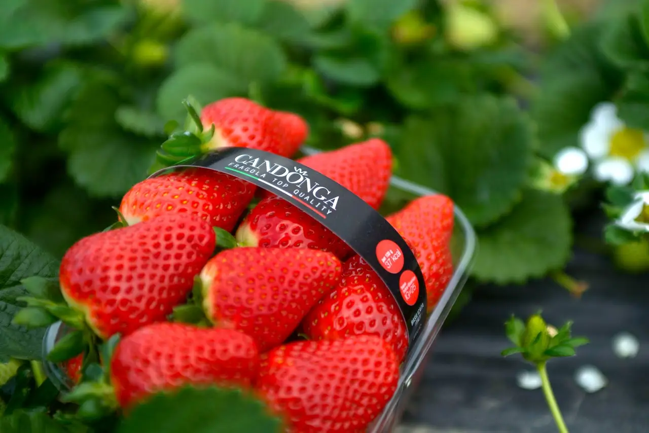 strawberries cadonga