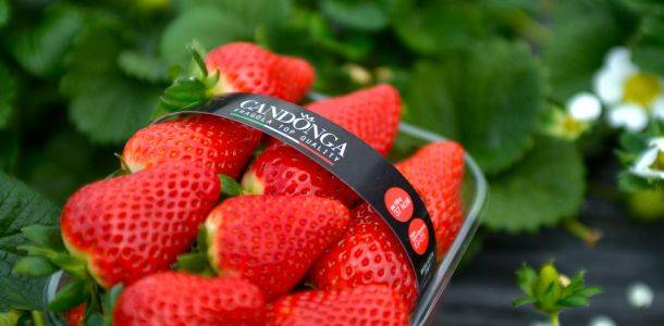 fragole cadonga