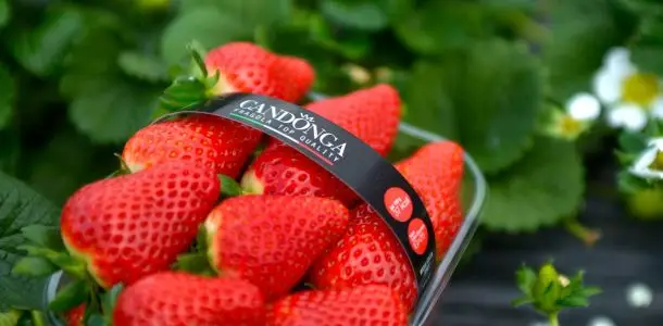 fragole cadonga